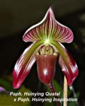 Paph. Hsinying Quatal x Paph. Hsinying Inspiration _4364