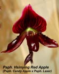 Paph. Hsinying Red Apple (Paph. Candy Apple x Paph. Laser)_0345