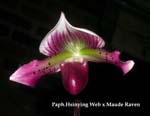 Paph. Hsinying Web x Maude Raven 3231