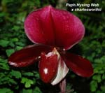 Paph. Hysing Web x charlesworth_8894