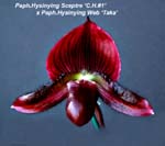 Paph. Hysinying Sceptre x Paph Hysinying Web _0560-1