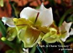 Paph. In Charm Greenery x spiceriana_5643