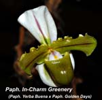 Paph. In-Charm Greenery _9985