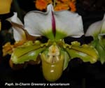 Paph. In-Charm Greenery x spicerianum_9974
