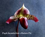Paph. Incantation x Raisen Pie_1135