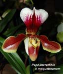 Paph. Incredible x moquetteanum_8654
