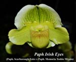 Paph. Irish Eyes_8898