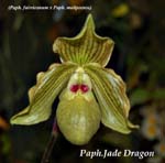 Paph. Jade Dragon_0243