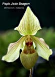 Paph. Jade Dragon_8176