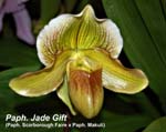 Paph. Jade Gift (Paph. Scarborough Faire x Paph. Makuli)_4677