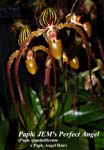 Paph. Jems Perfect Angel_8806