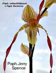 Paph. Jerry Soence_0805