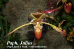 Paph. Julius (Paph. lowii x Paph. rothschildianum)_5982