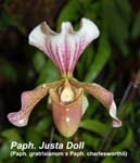 Paph. Justa Doll (Paph. gratrixianum x Paph. charlesworthii)_5370