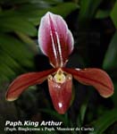 Paph. King Arthur_8537