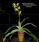 Paph. Kolopakingii x Paph Rothschildianum Charles E 3555