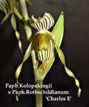 Paph. Kolopakingii x Paph Rothschildianum Charles E _0440