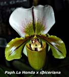 Paph. La Honda x spiceriana_8670