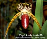 Paph. Lady Isabella_0231