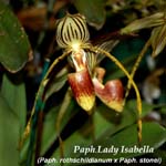 Paph. Lady Isabella_0242