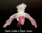 Paph. Lalita x Paph. stonei_5670