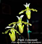 Paph. Lemonade (Paph. spicerianum x Paph. primulinum)_5655