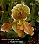 Paph. Limelight x Telstar 1963