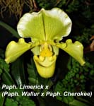 Paph. Limerick x (Paph. Wallur x Paph. Cherokee_0330