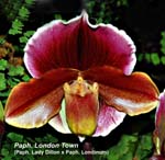 Paph. London Tower_8892