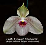 Paph. Lynleigh Koopowitz (Paph. delenatii x Paph. malipoense)_0909
