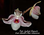 Paph. Lynleigh Koopowitz (Paph. delenatii x Paph. malipoense)_0913