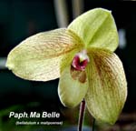 Paph. Ma Belle_8184