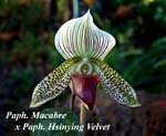 Paph. Macabre x Paph. Hsinying Velvet_4313