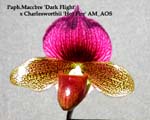 Paph. Maccbre x Charlesworthii AM_AOS0007