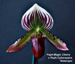 Paph. Magic Cherry x Paph Cyberspace Netscape _0565