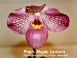 Paph. Magic Lantern (Paph. micranthum x Paph. delenatii)_3936