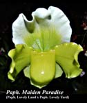 Paph. Maiden Paradise (Paph. Lovely Land x Paph. Lovely Yard)_5051