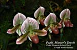 Paph. Master's Touch (Paph. Memoria Robert Ward x Paph. mastersianum)_5890