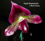 Paph. Masterhold x Red Glory 3332