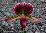 Paph. Maudiae Los Osos x Paph Pulsar I.C.
