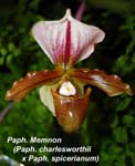 Paph. Memnon (Paph. charlesworthii x Paph. spicerianum)_0437