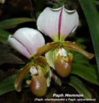 Paph. Memnon_8541