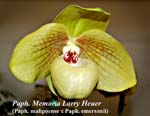 Paph. Memoria Larry Heuer (Paph. malipoense x Paph. emersonii)_5475