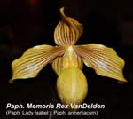 Paph. Memoria Rex VanDelden (Paph. Lady Isabel x Paph. armeniacum)_0911