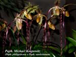 Paph. Michael Koopowitz (Paph. philippinense x Paph. sanderianum)4132