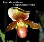 Paph. Moquettlanum x Paph Charlesworthii_0413