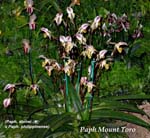 Paph. Mount Toro 3584