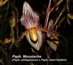 Paph. Moustache (Paph. philippinense x Paph. Saint Swithin)_0054