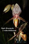 Paph. Moustache x rothschildian_9506