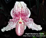 Paph. Newberry Sprite_8872